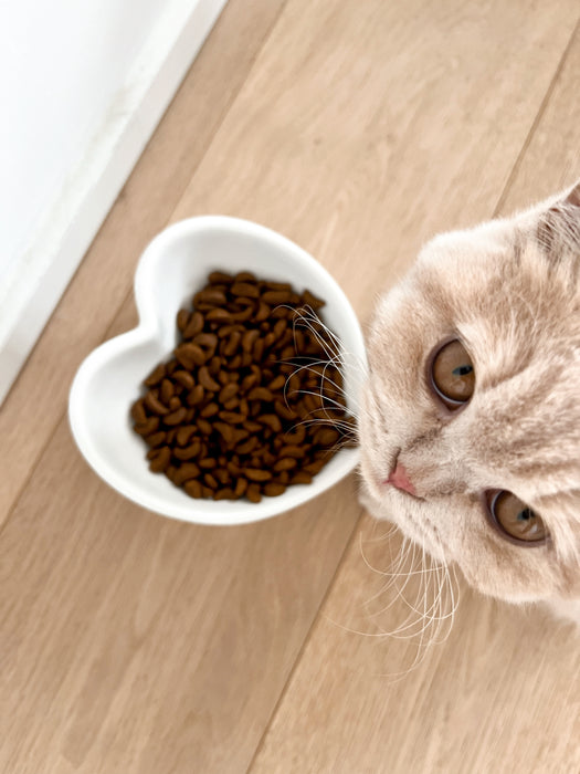 Heart shaped pet bowl