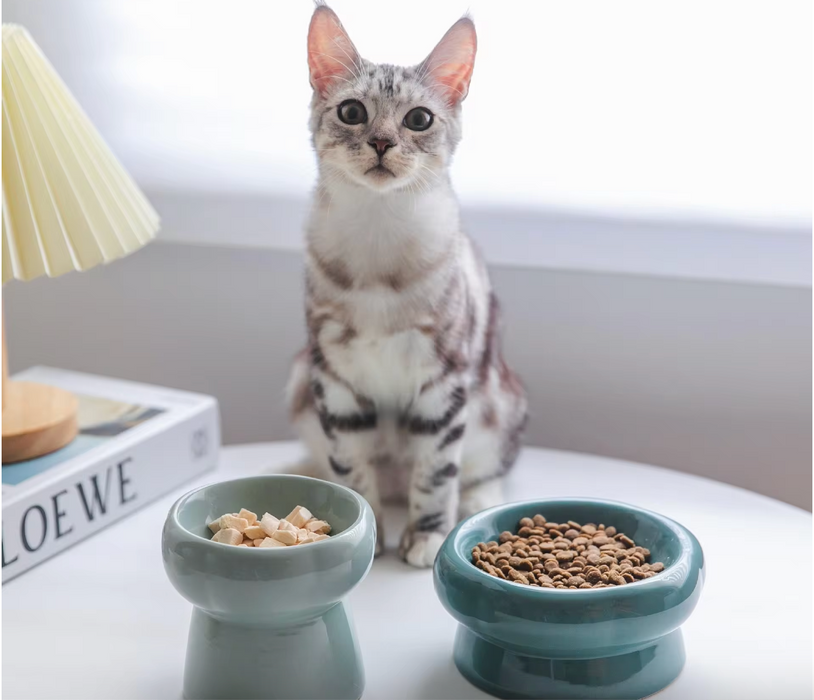 Low designer pet bowl